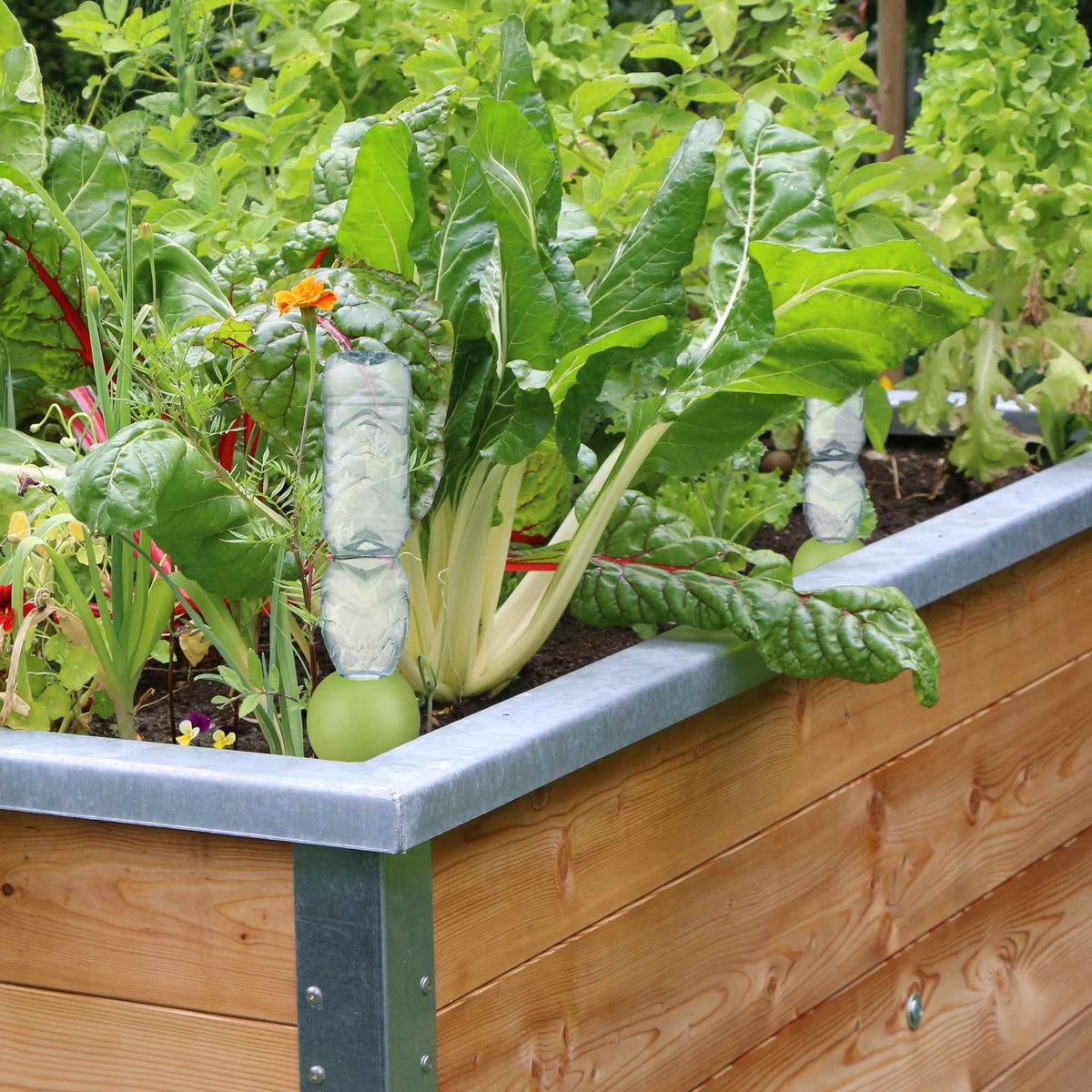 4 irrigation globes