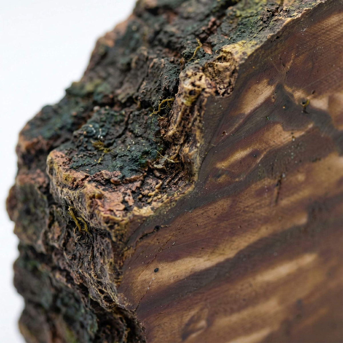 Aquarium Tree Trunk Cave Decor, Non-Toxic Resin