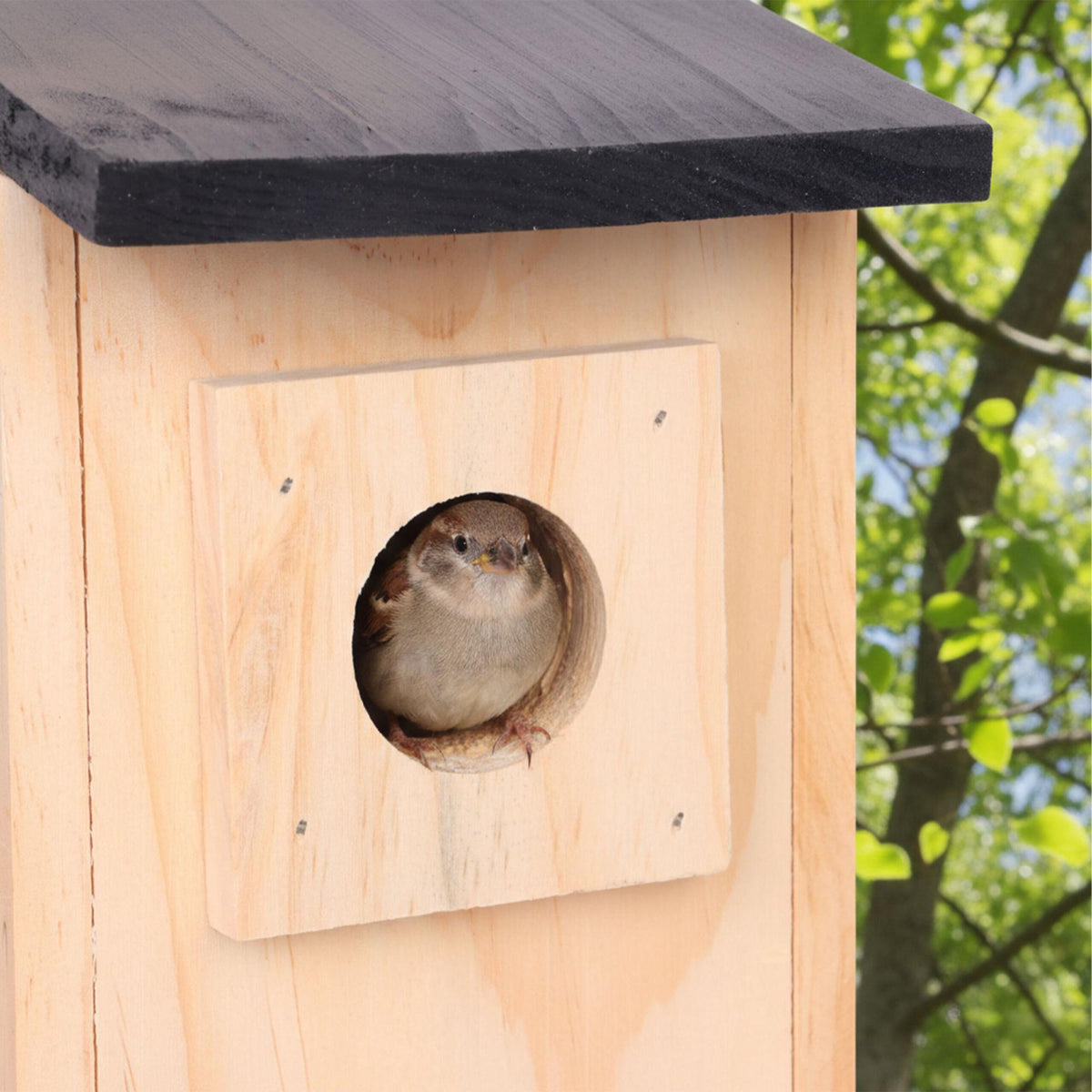 Bird Nesting Box for Tits & Sparrows, Pine Wood