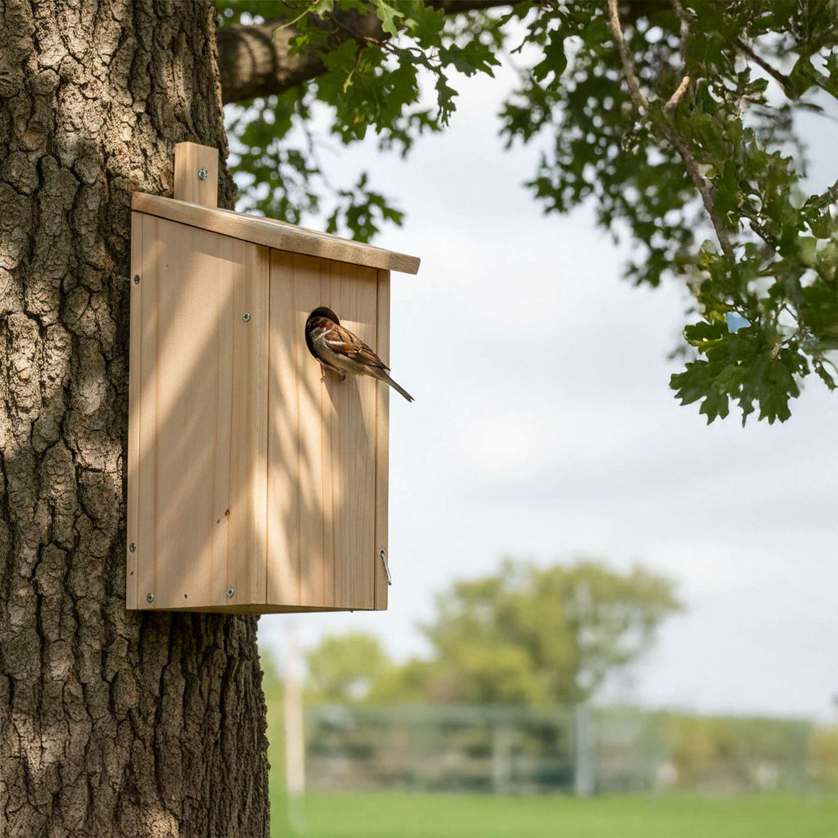 Birdhouse Kit Set, Fir Wood, For Tits & Sparrows