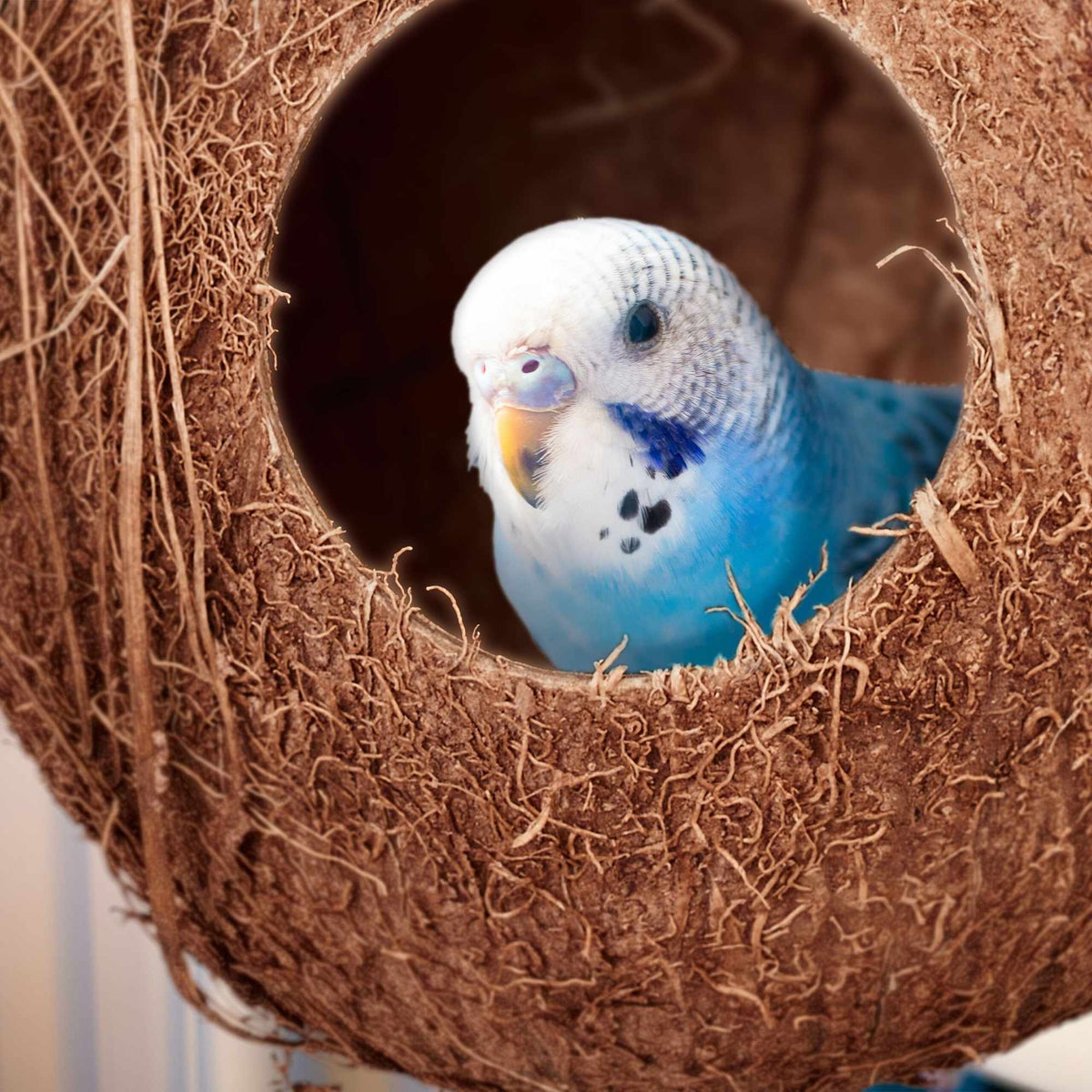 Birdhouse coconut set of 2