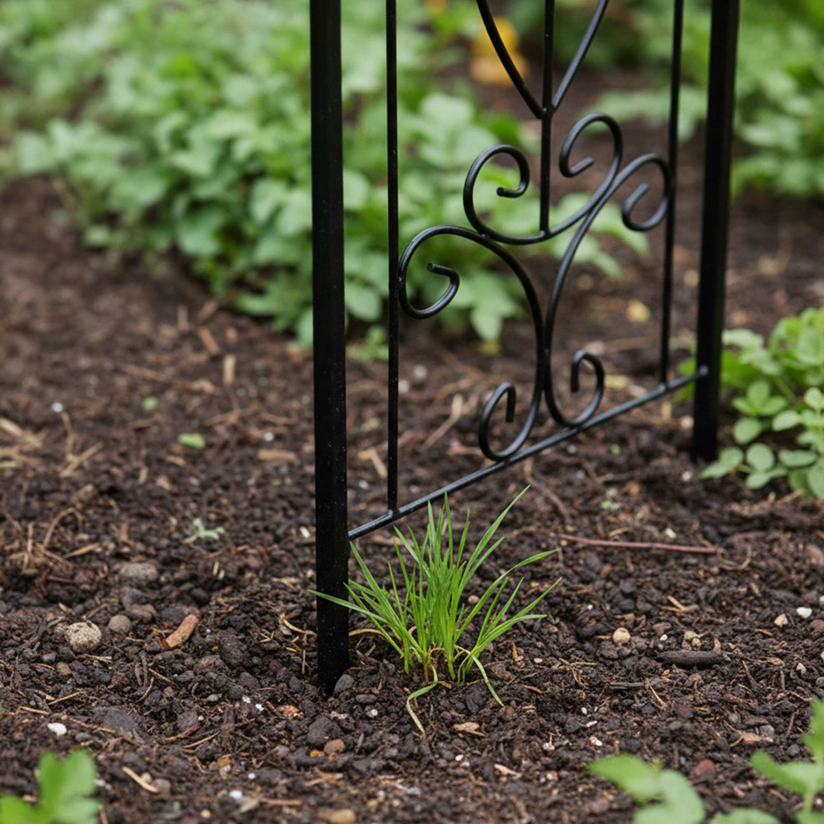 Black Metal Rose Arch for Garden Pathways