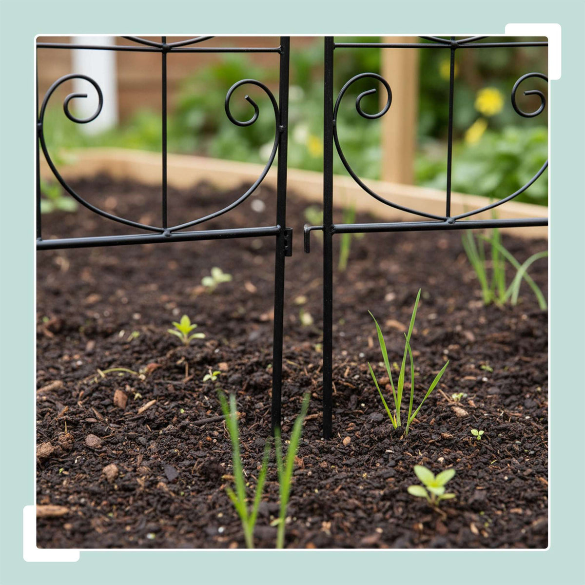 Black Steel Trellis Set for Climbing Plants
