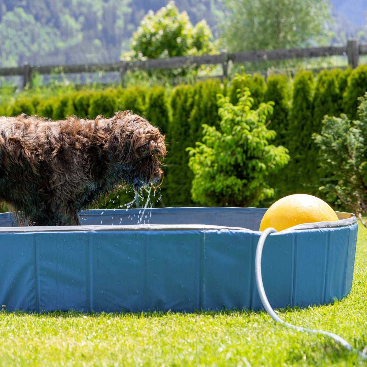 Blue dog pool