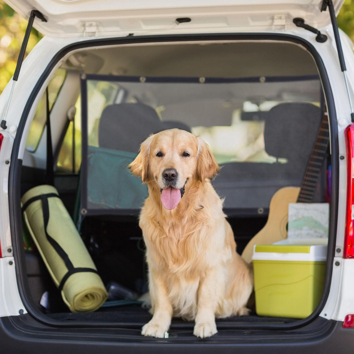 Car separation net for dogs