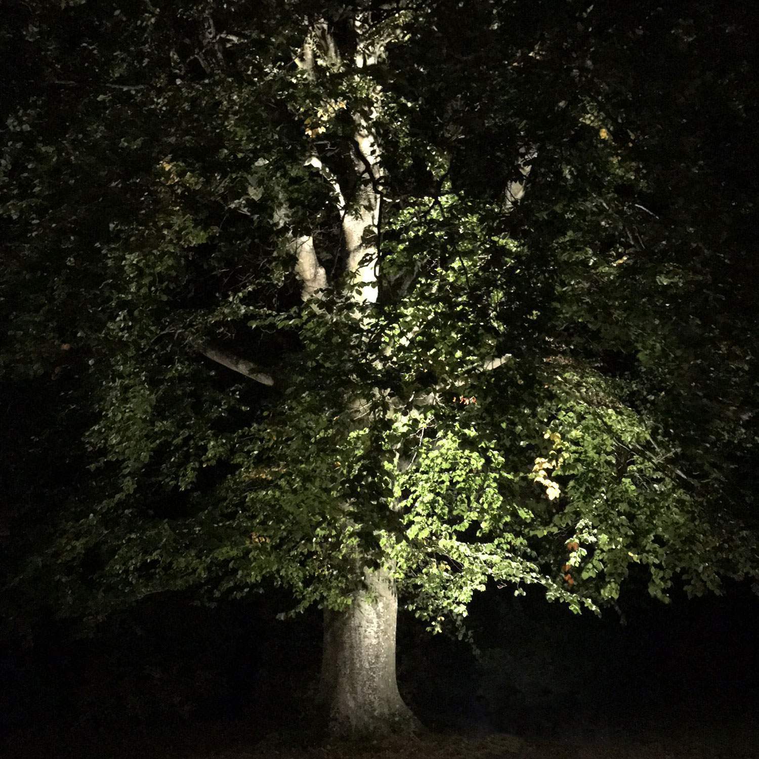 Castor In-ground ground spot 1100lm Ø9cm