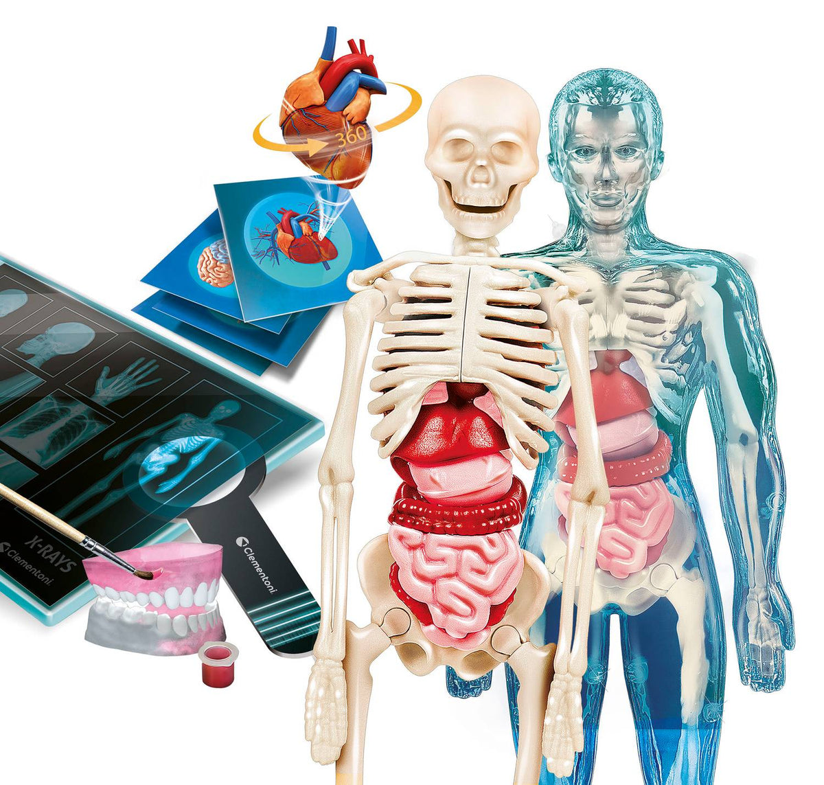 Clementoni Super Anatomy Science Set
