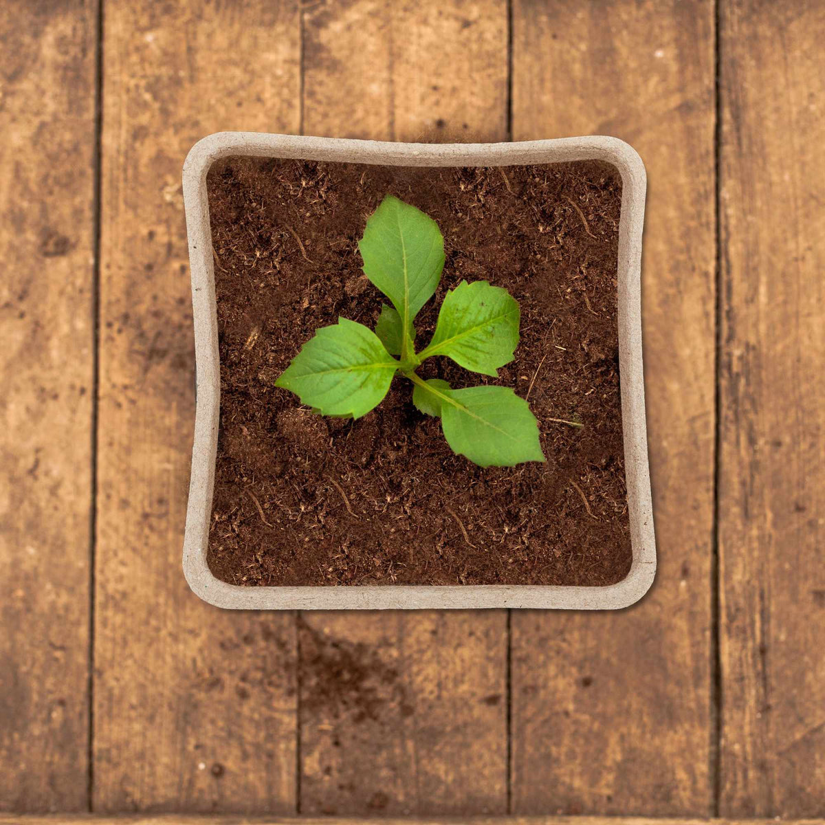 Cultivation pots set for 80 cuttings