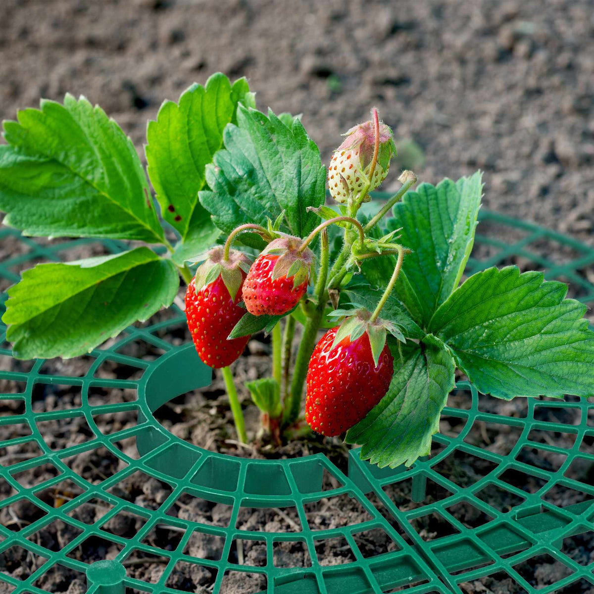 Cutter for strawberries, 20 pcs