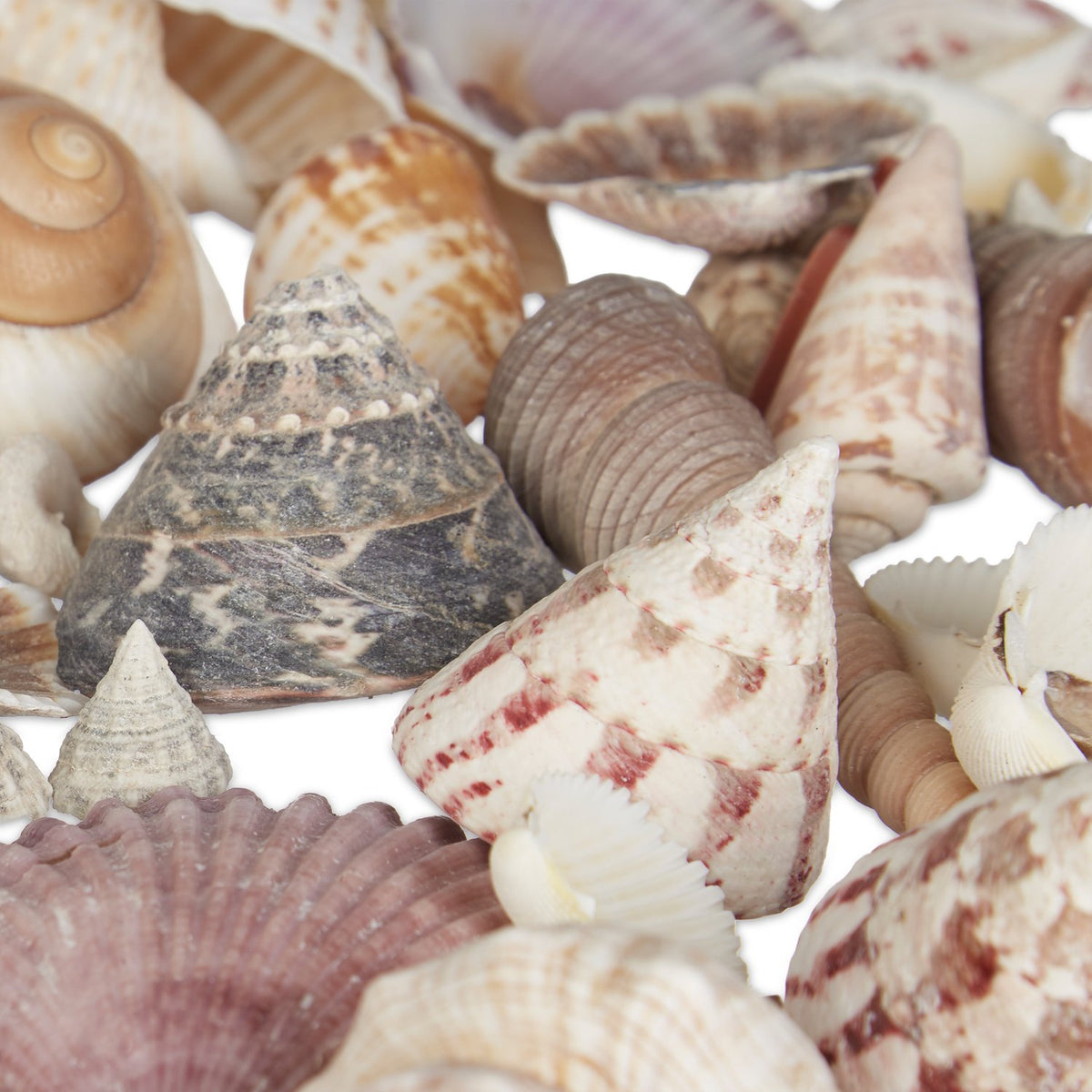Decorative Seashell Set, 2 kg – Sea & Snail Shells