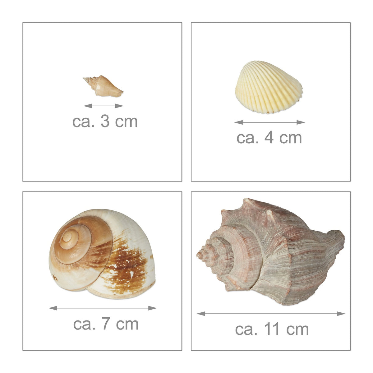 Decorative Seashell Set, 2 kg – Sea & Snail Shells