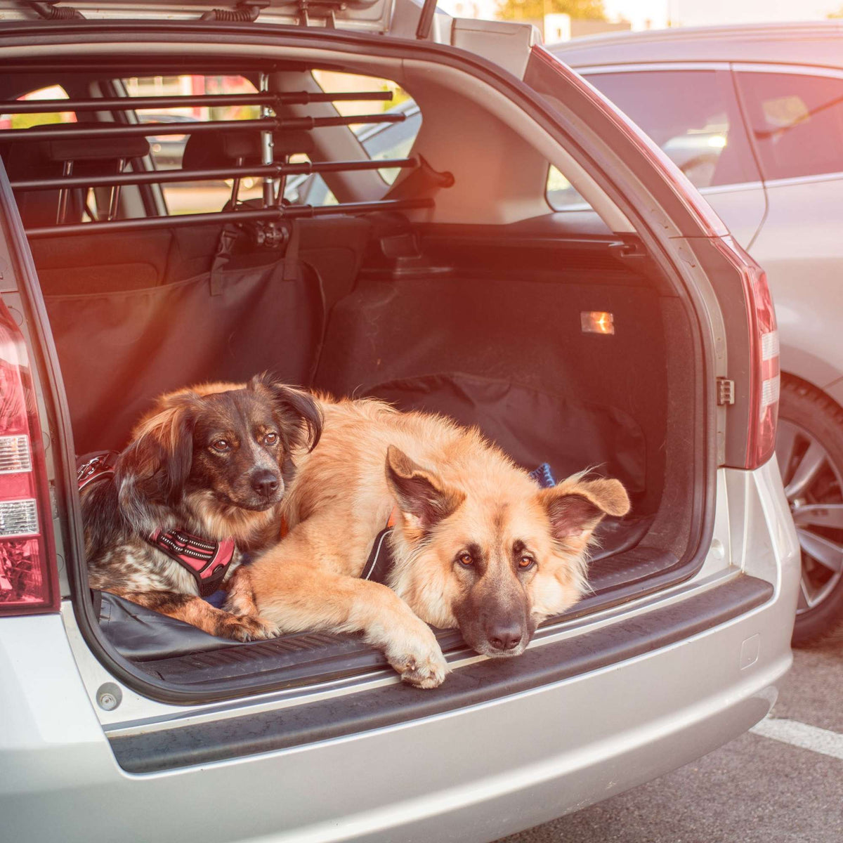 Dog blanket car