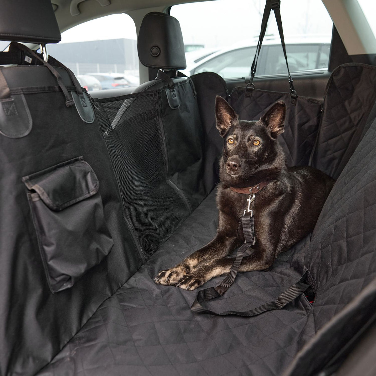 Dog blanket the back seat in the car