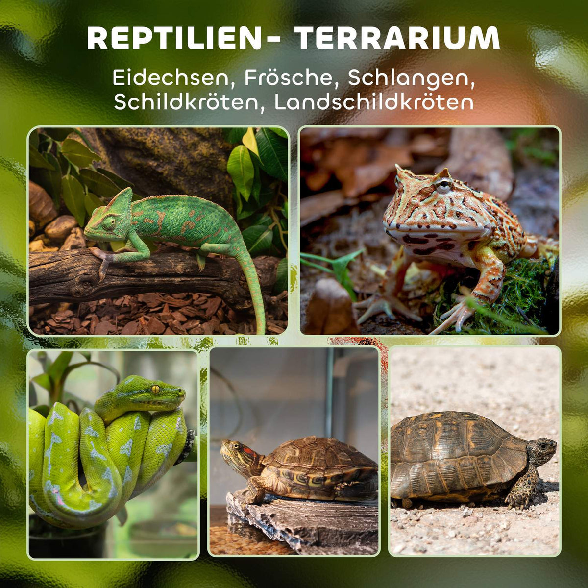 Glass Terrarium for Reptiles, Waterproof Base, Lock