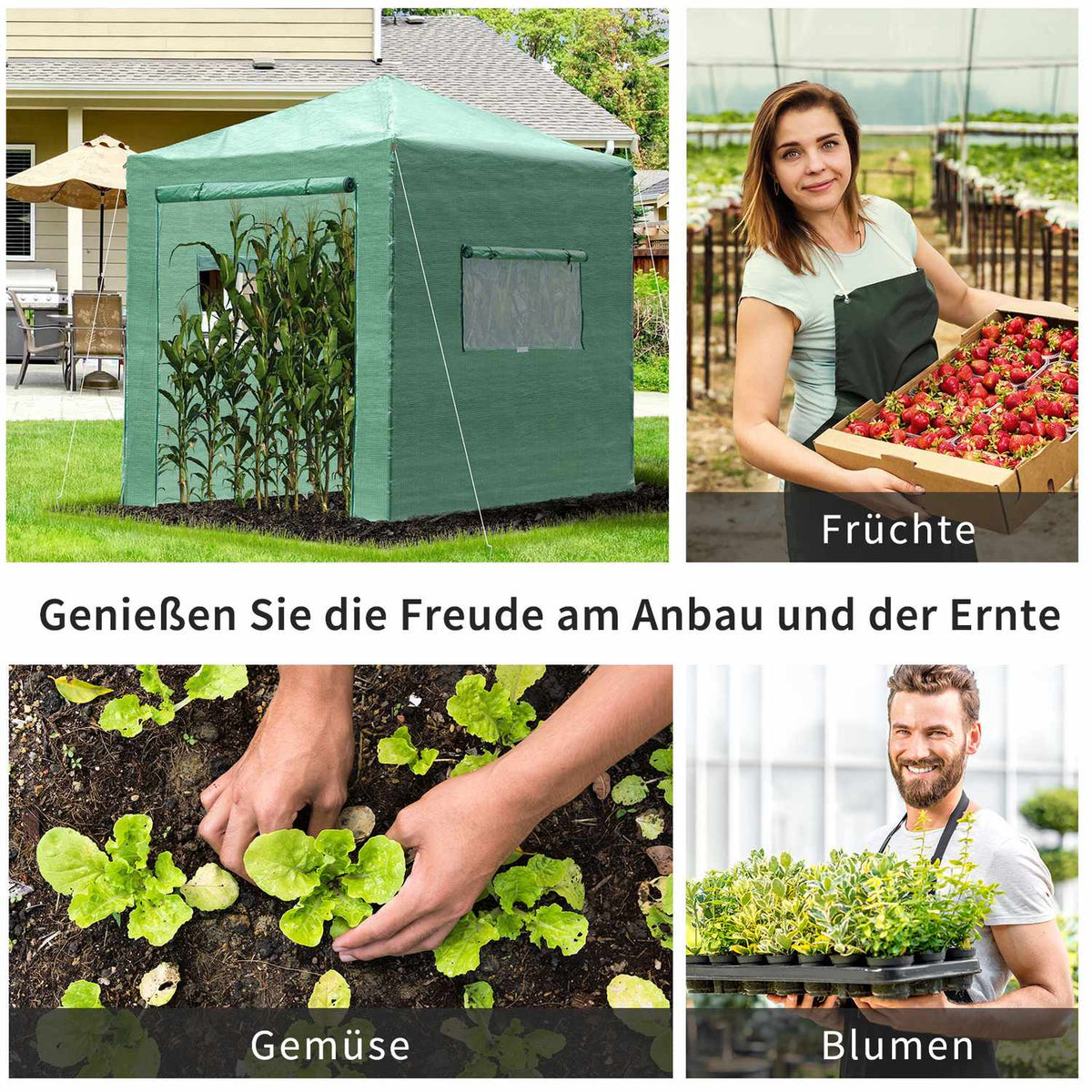 Greenhouse greenhouse tomato house with door and window for rolling up, PE steel dark green 238 x 178 x 240 cm for optimal plant cultivation