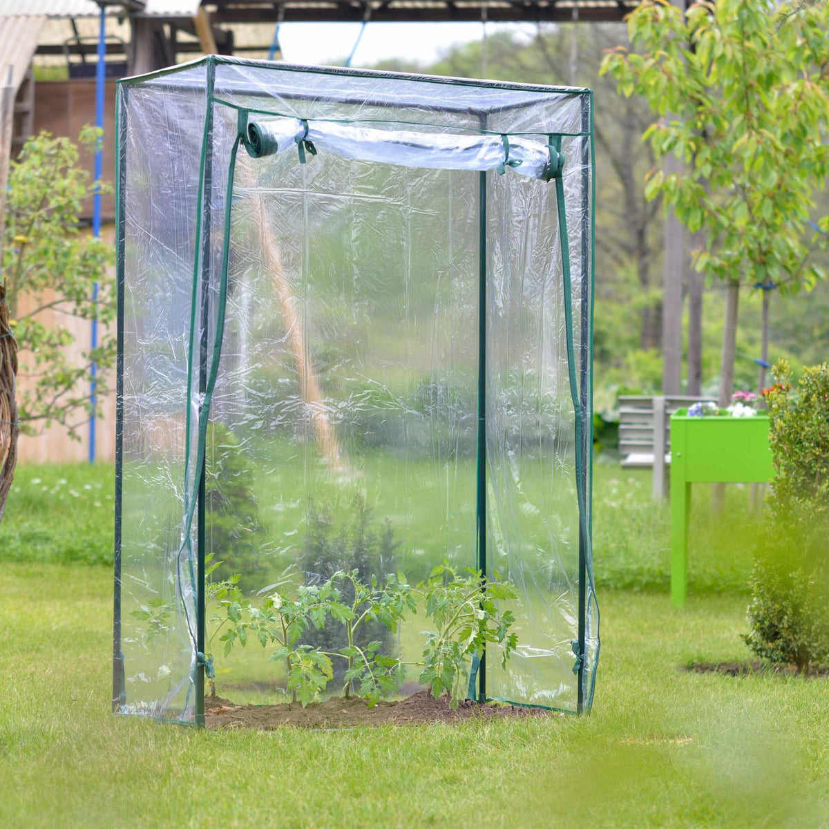 Greenhouse tomato cultivation