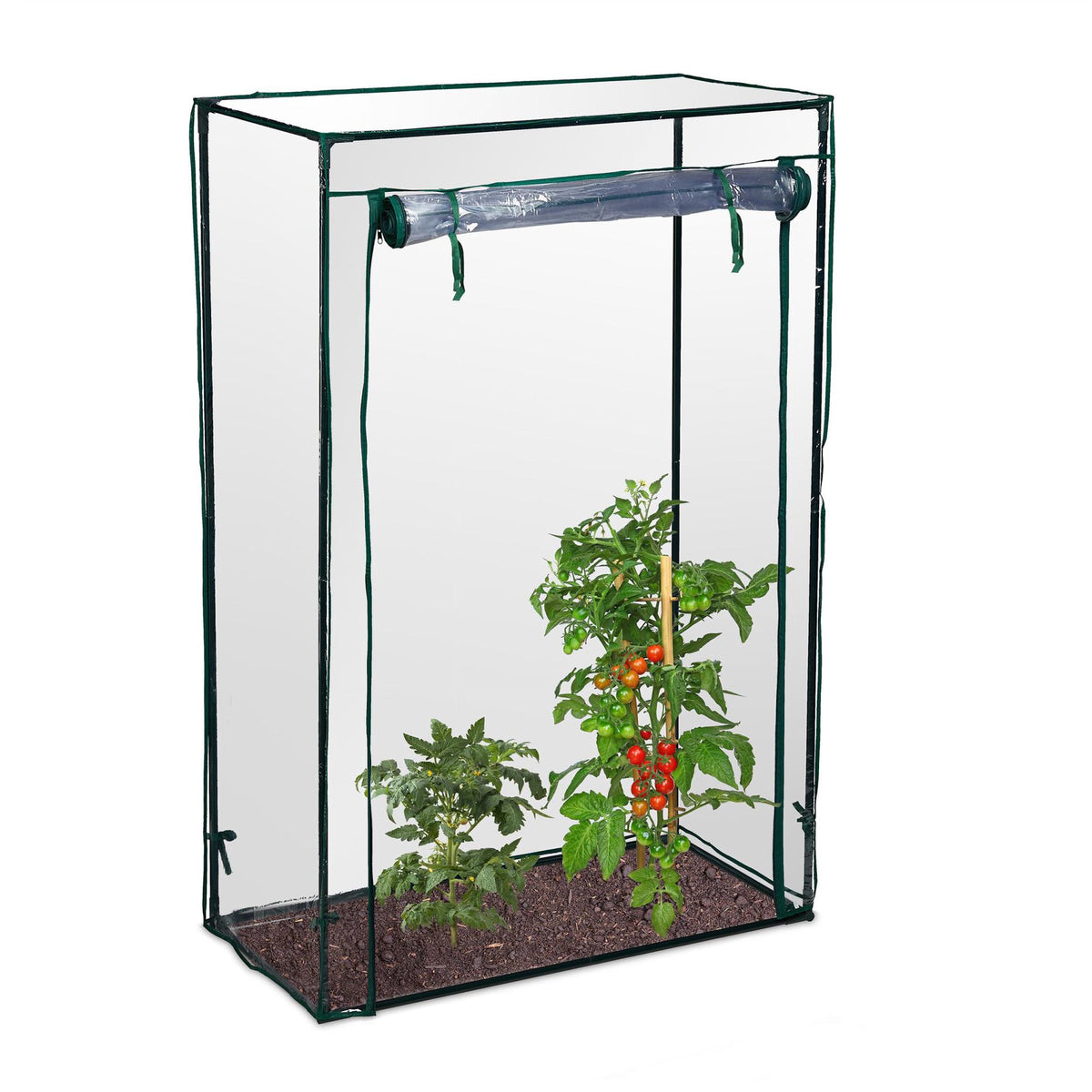 Greenhouse tomato cultivation