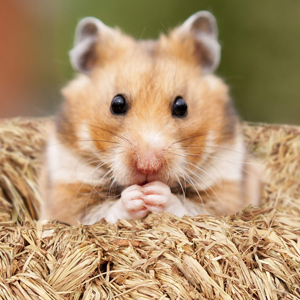 Hamster Accessories Set 5 pcs.