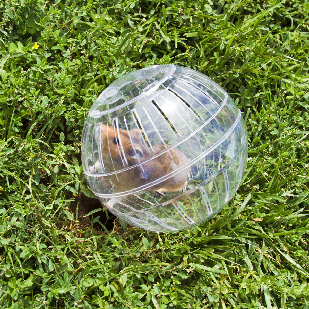 Hamster ball transparent