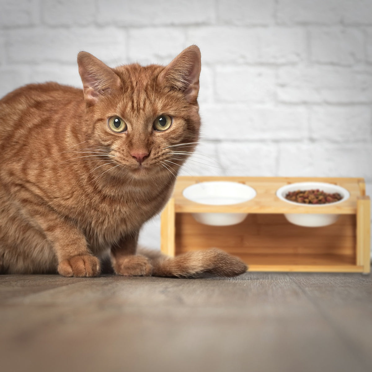 Height-adjustable feeding station for cats