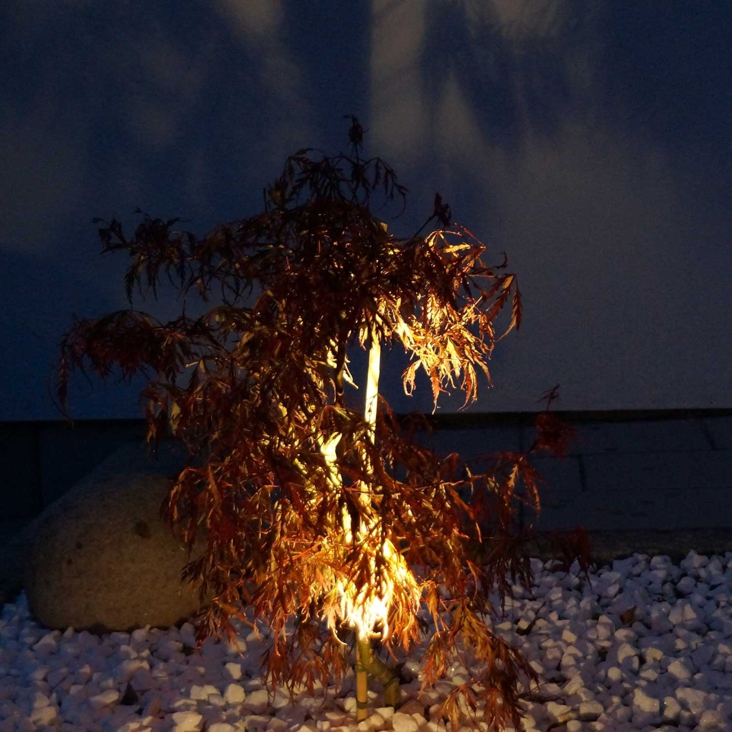 Luminus garden spot Black