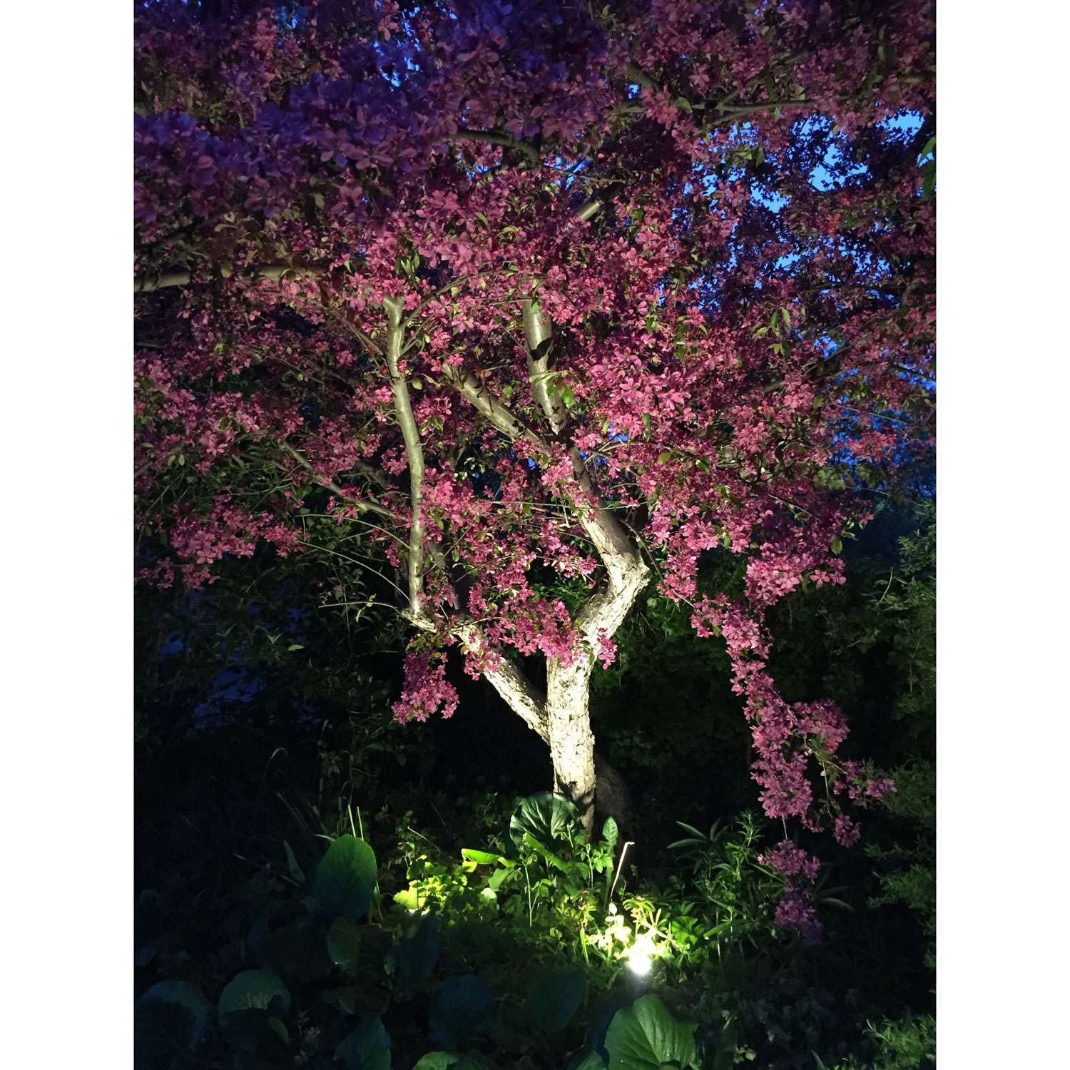 Luna garden spot Silver