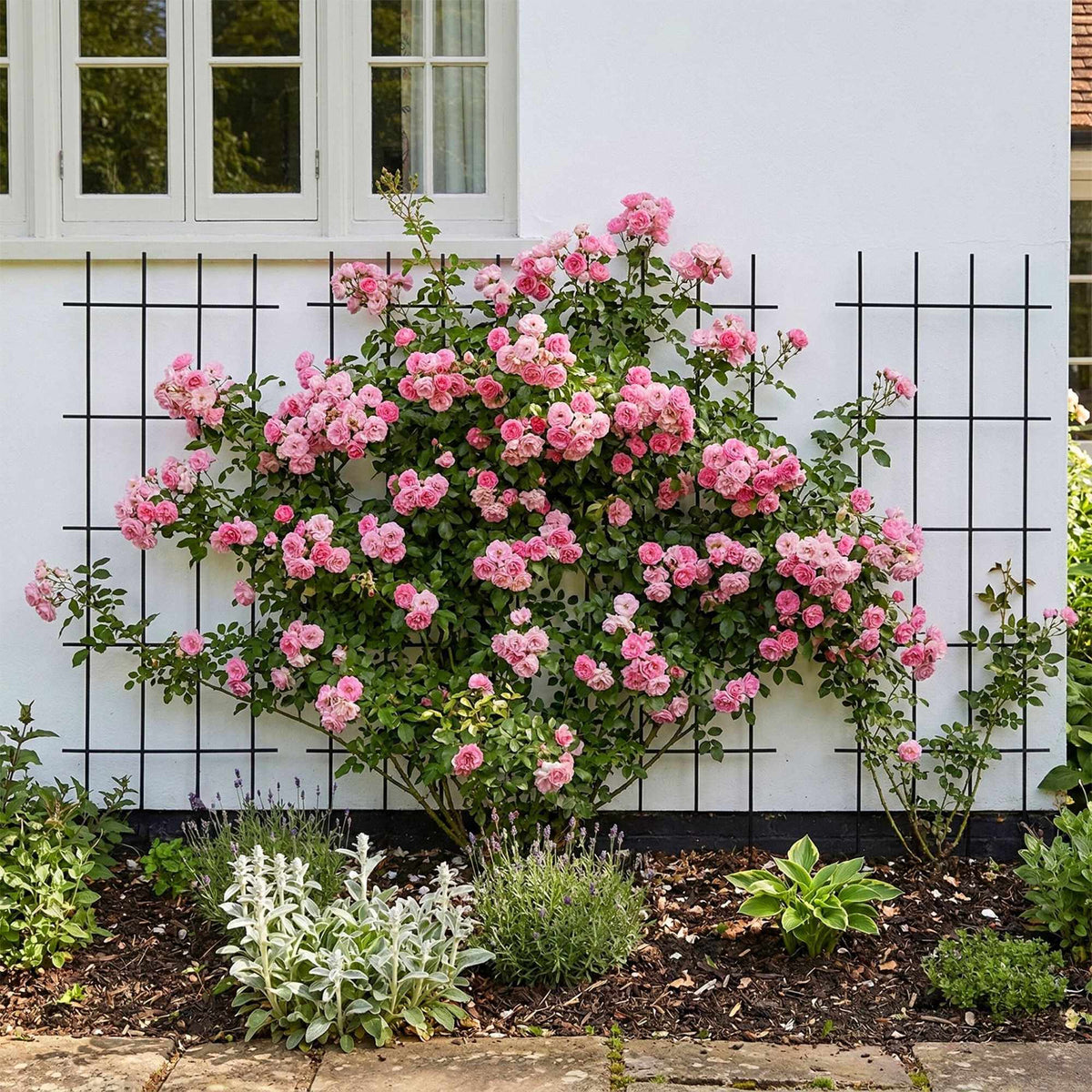 Metal Lattice Trellis Set for Climbing Plants