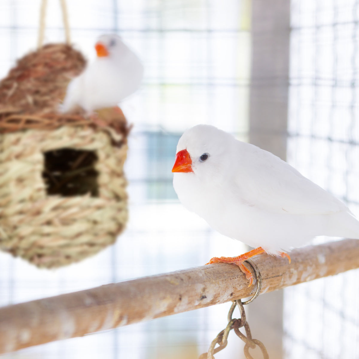 Mushroom Shaped Bird Nest