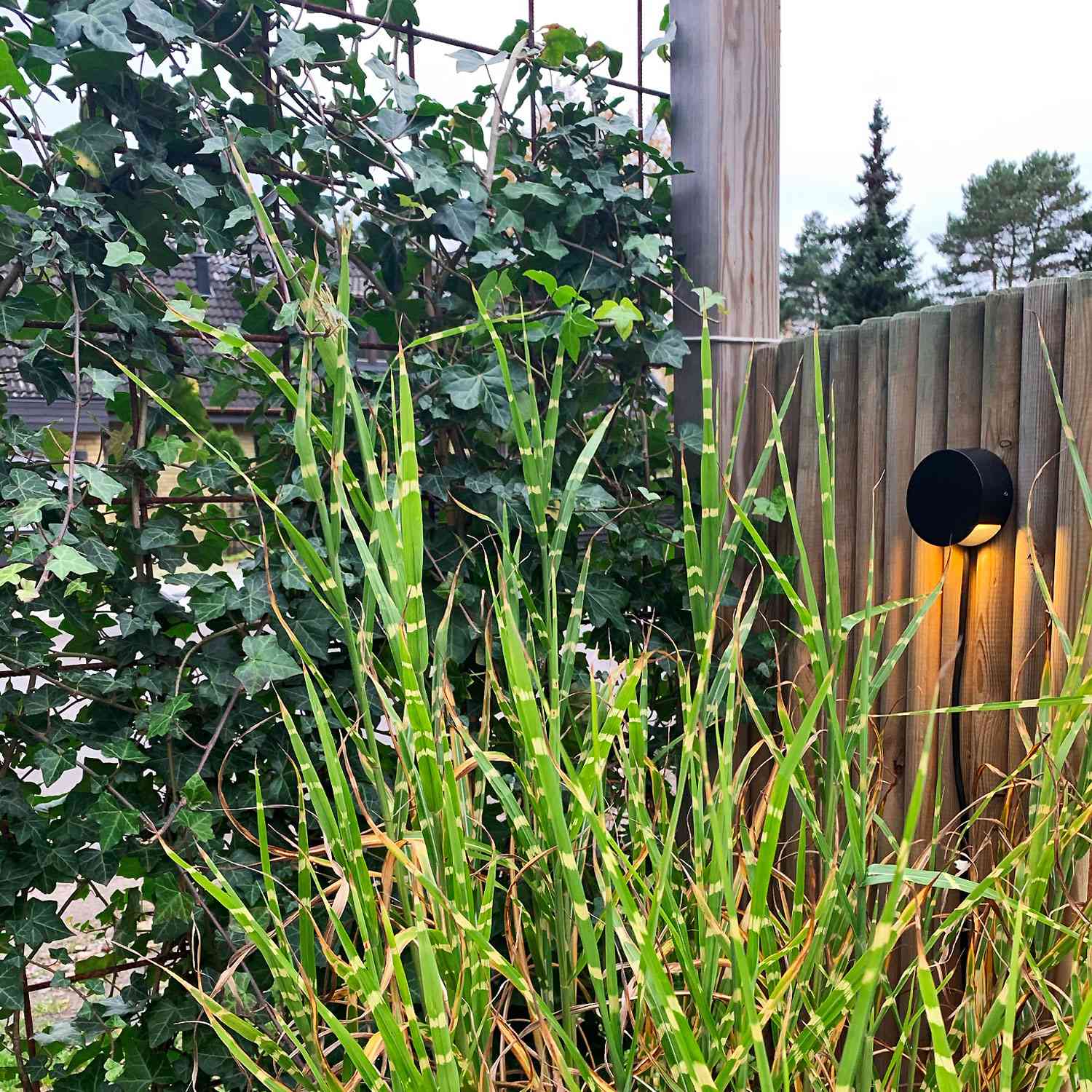 Nero Downlight 140lm Ø9cm Black