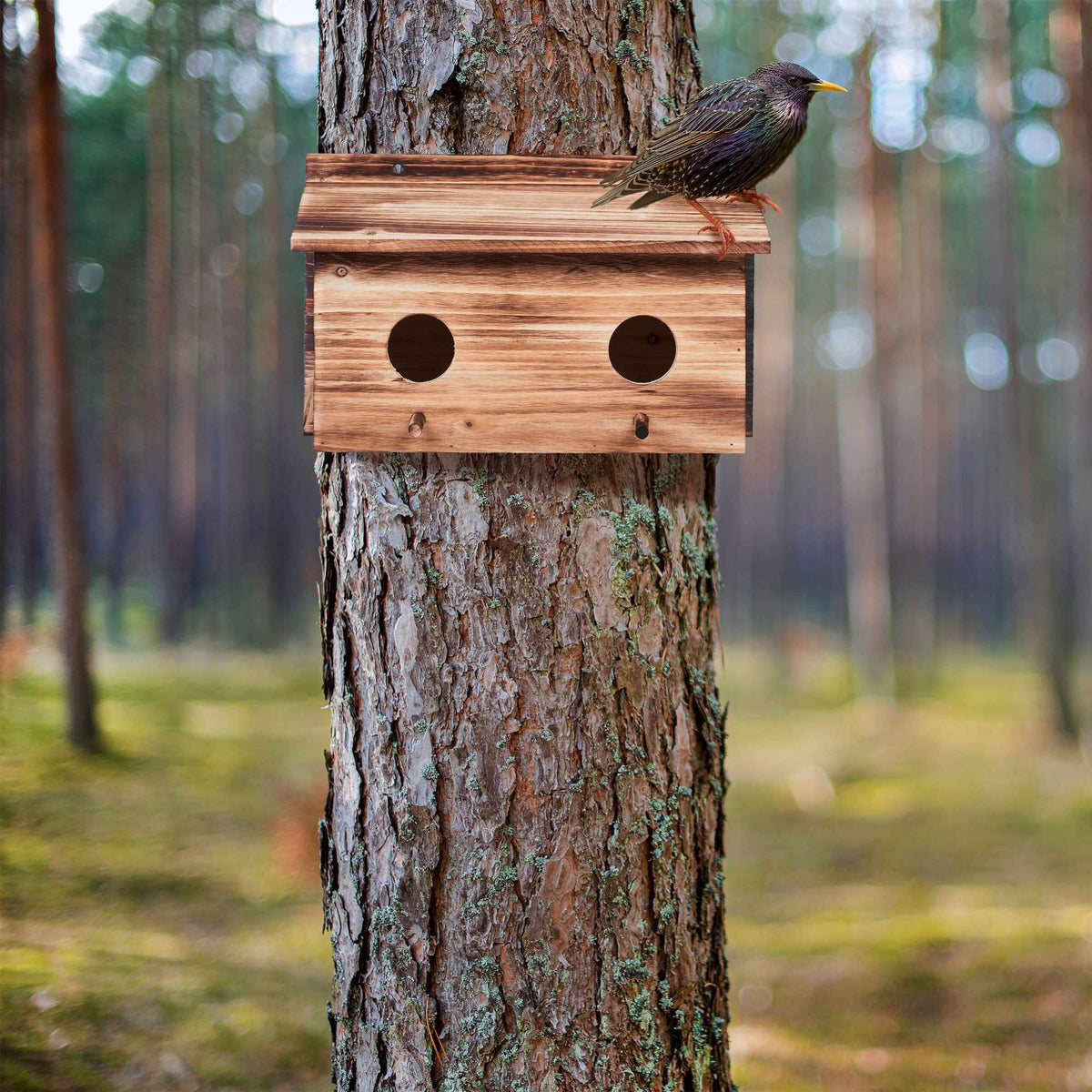 Nest for starlings