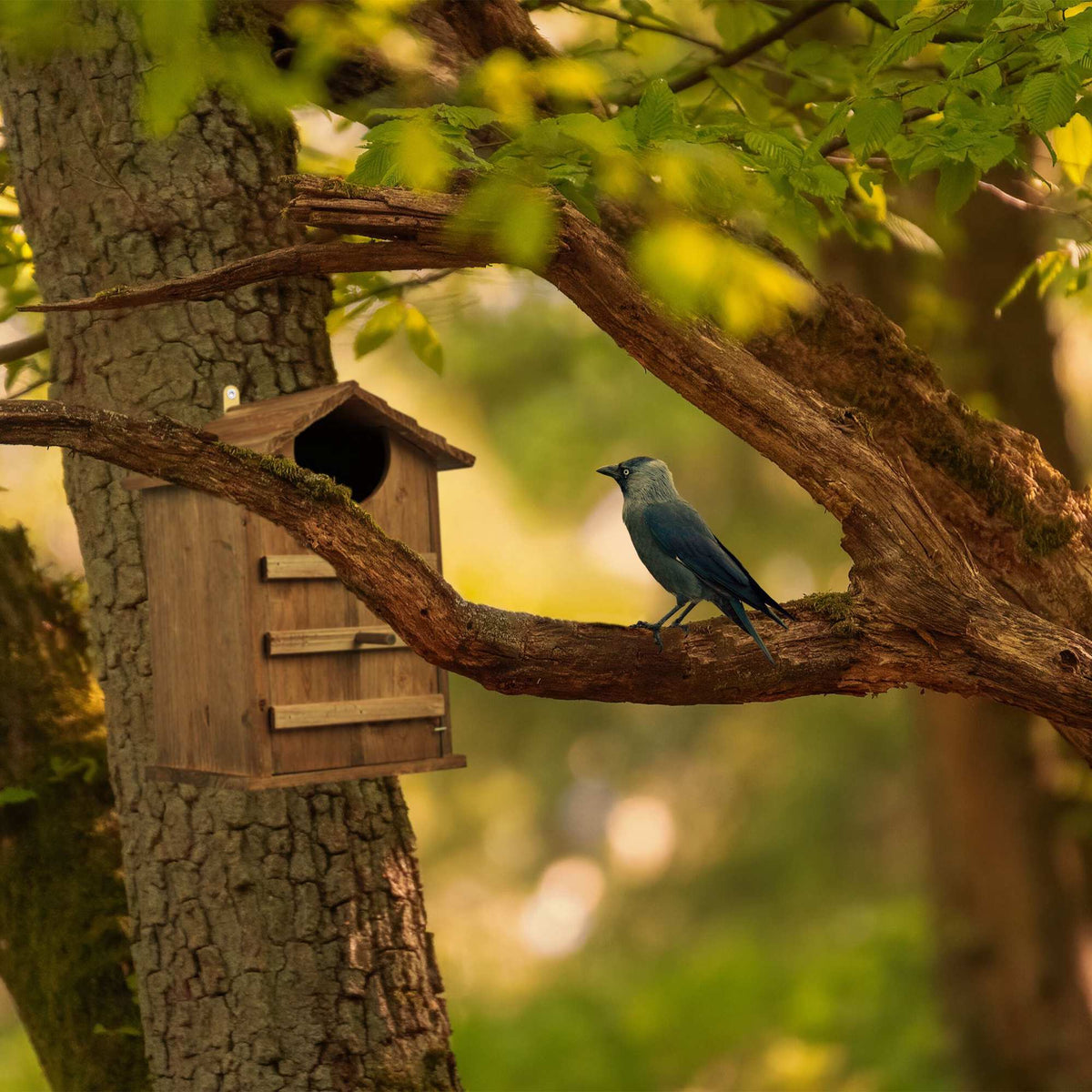 Owls Nest Box Wood