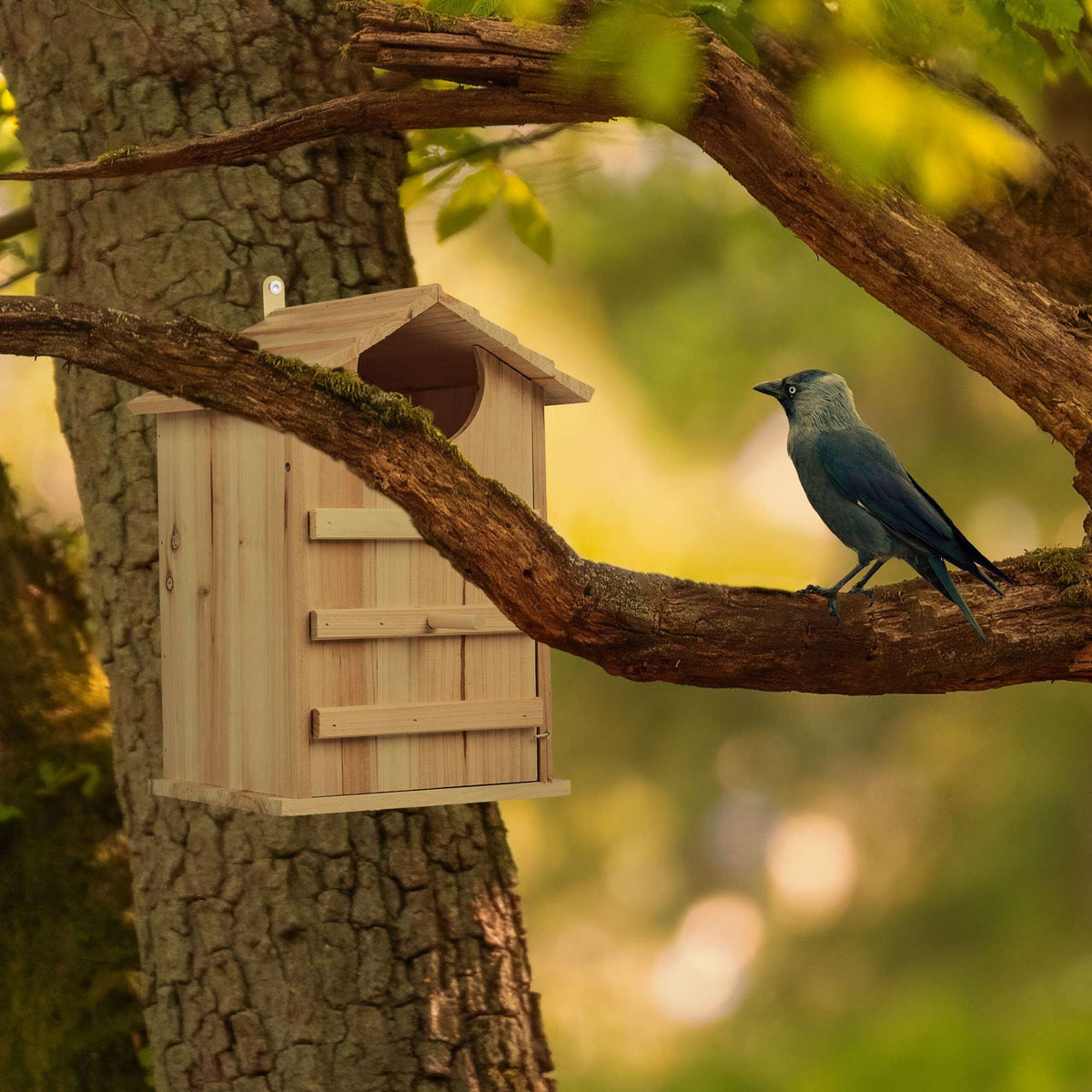 Owls Nest Box Wood