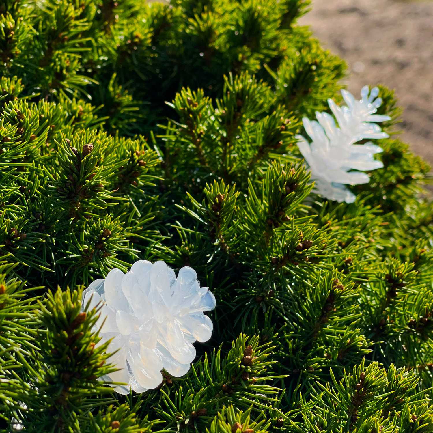 Pine 10m string light white iridescent cones