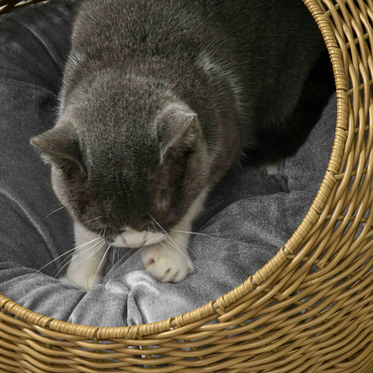 Rattan cat basket, cat house, cat house with cushion for cats up to 4 kg, pet bed, cat cave, indoor, PE rattan, Ø50 x 31 cm, light brown