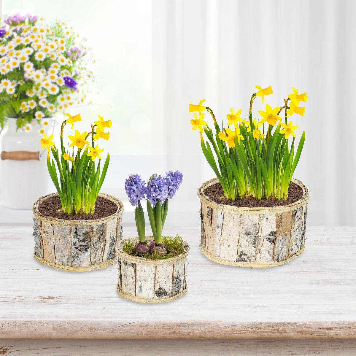 Round flower pot birch Set of 3