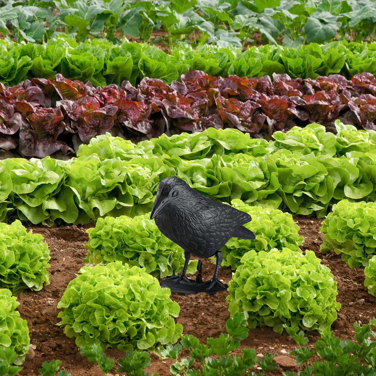 Scarecrow crow set of 4