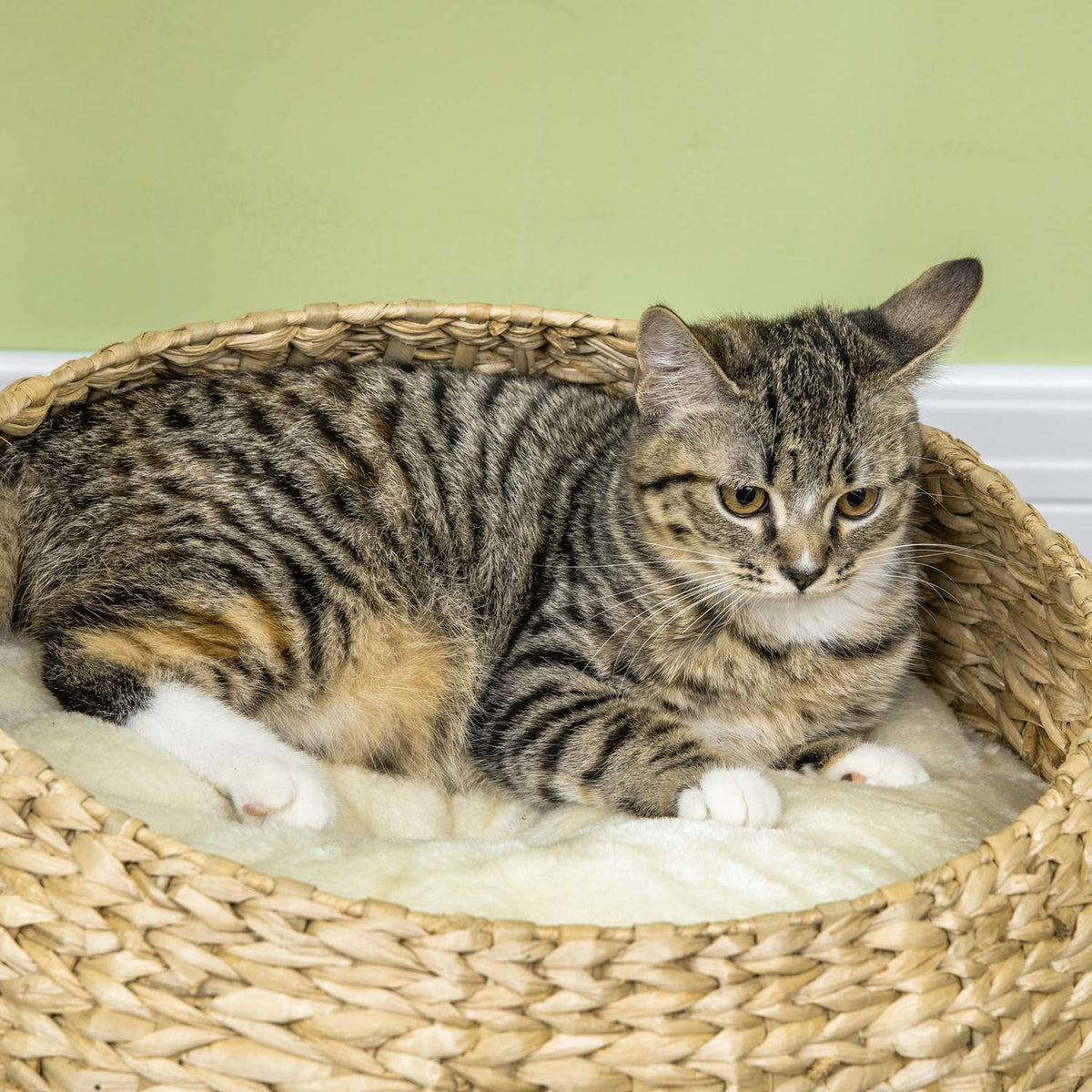 Scratching Post 72 Cm High Climbing Tree With 2 Cat Beds & Play Ball, Sisal Columns, Beige + Cream White