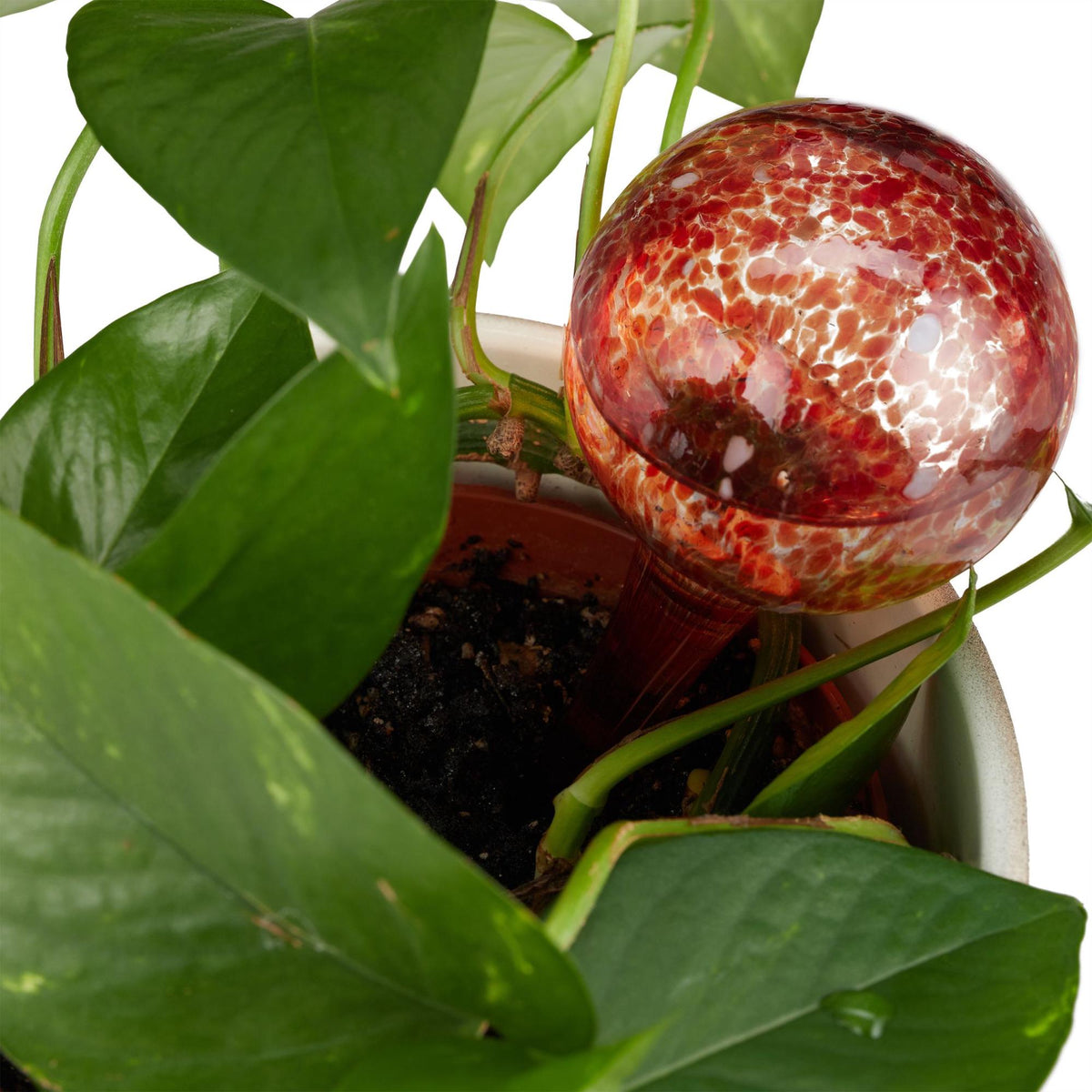 Self-watering glass set of 2