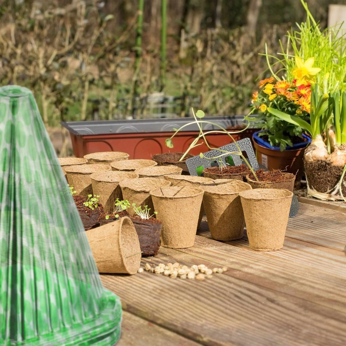 Spotted plant hat 10-pack