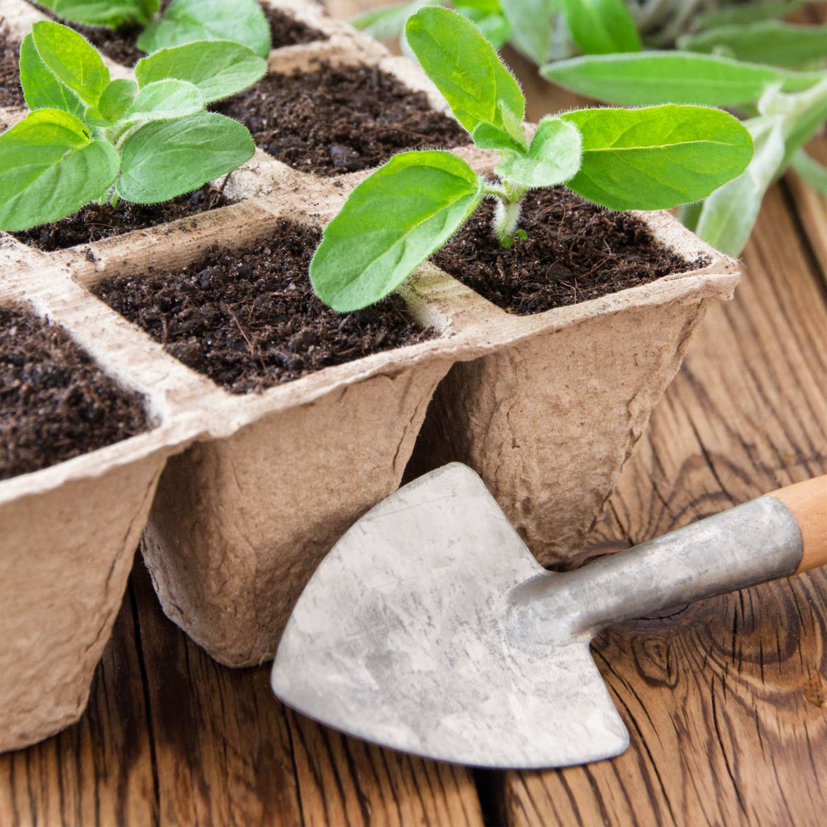 Square fiber pots