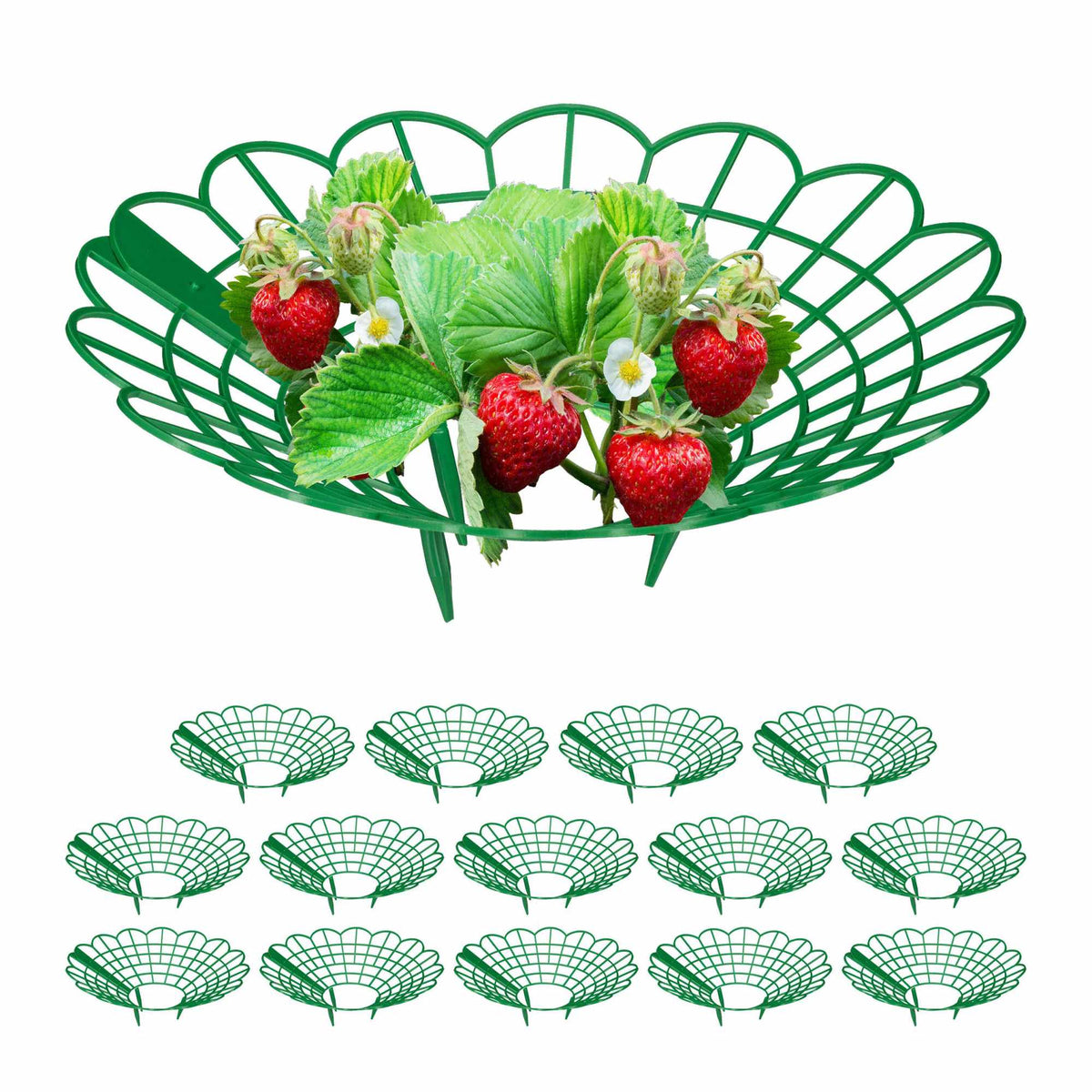 Strawberry support in set