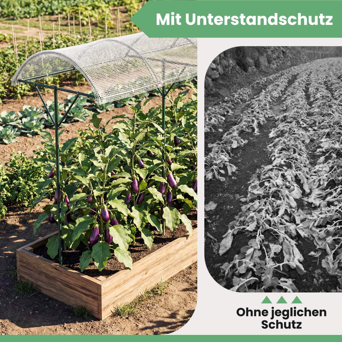 Tomato Plant Shelter with PE Roof & Metal Frame