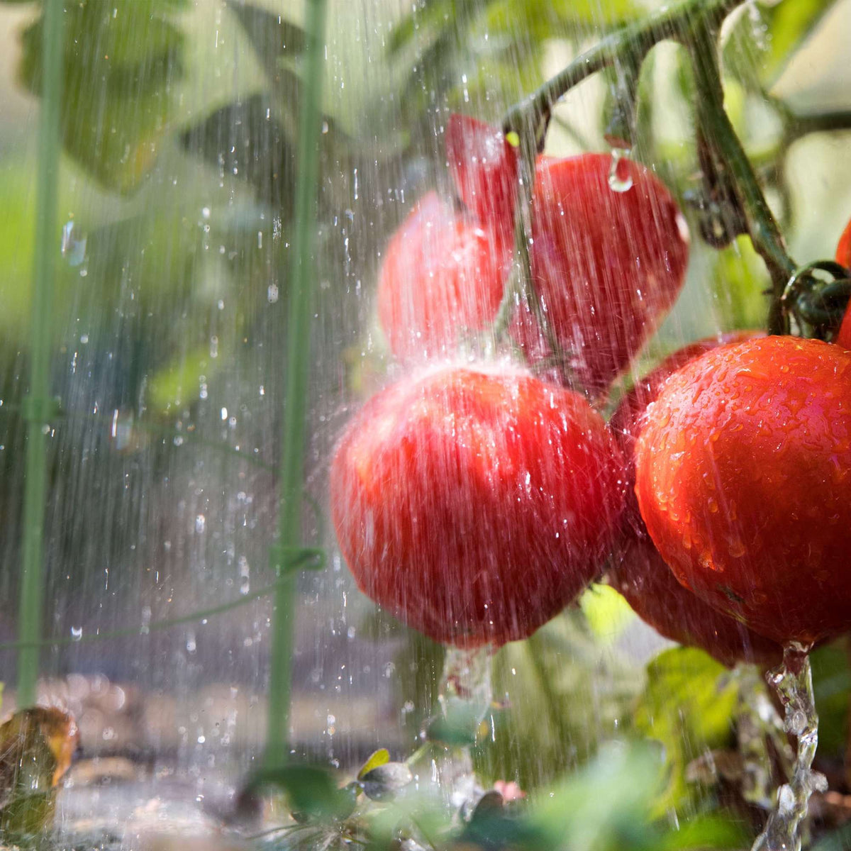 Tomatoes Climbing aid Set of 2