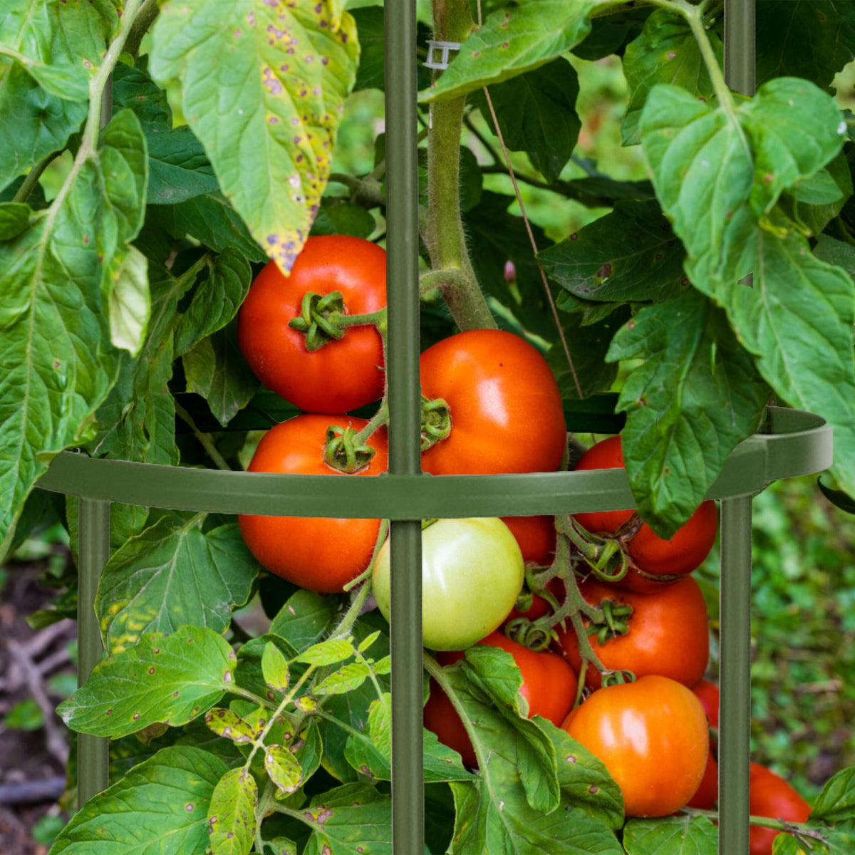 Trellis set of 2