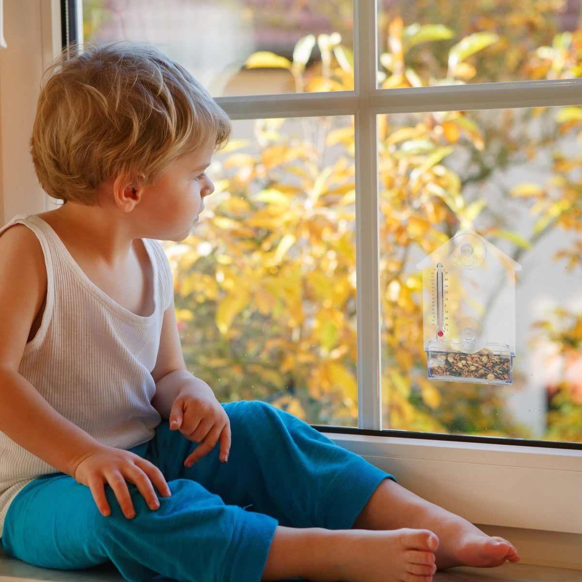 Window Bird Feeder with Thermometer, Suction Cups