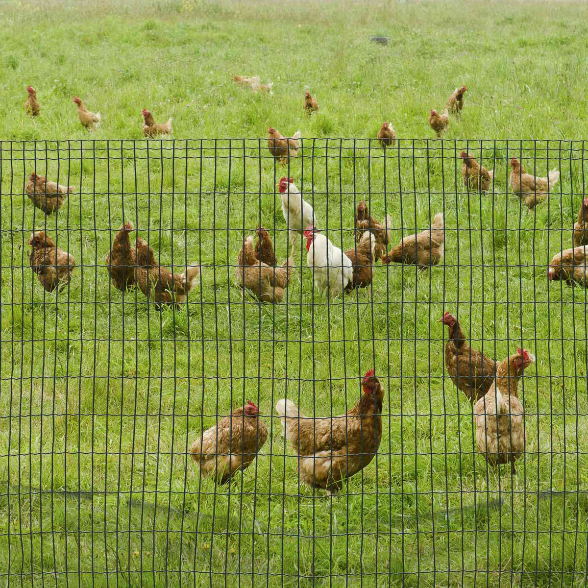 Wire Mesh Dog Fence Poultry Fence Poultry Net Chicken Fence Hat Fence Wire Mesh Garden Fence Aviary Wire Wire Fence Roll Dark Green 10 X 1.22 M