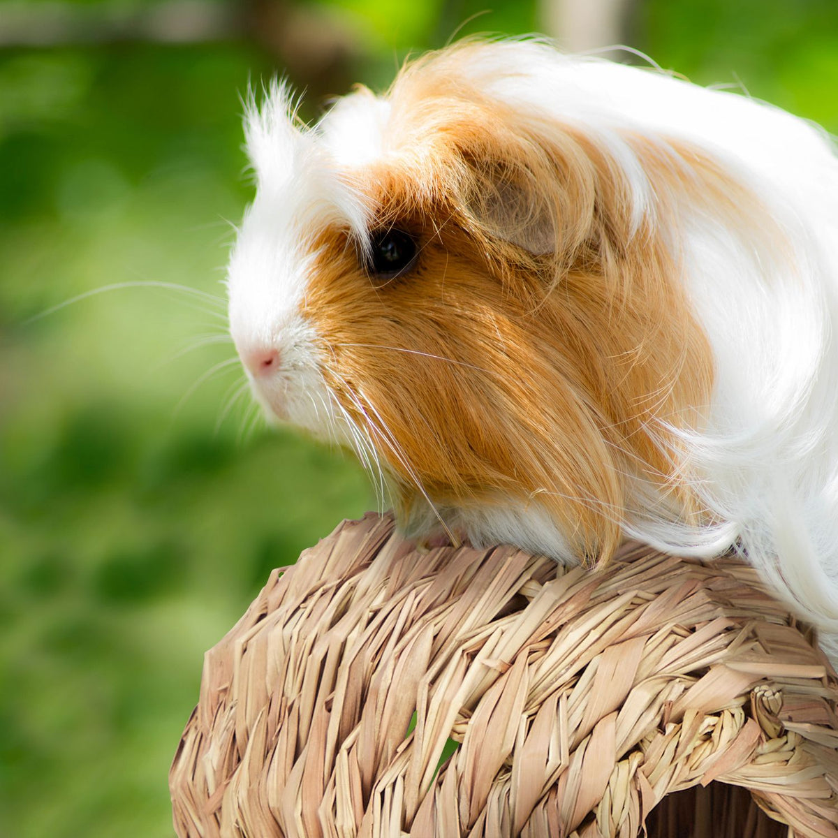 Accessory set for small animals 4 parts