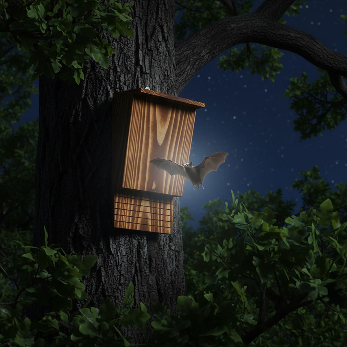 Bat Box Set, Flamed Fir Wood, 2 Pieces