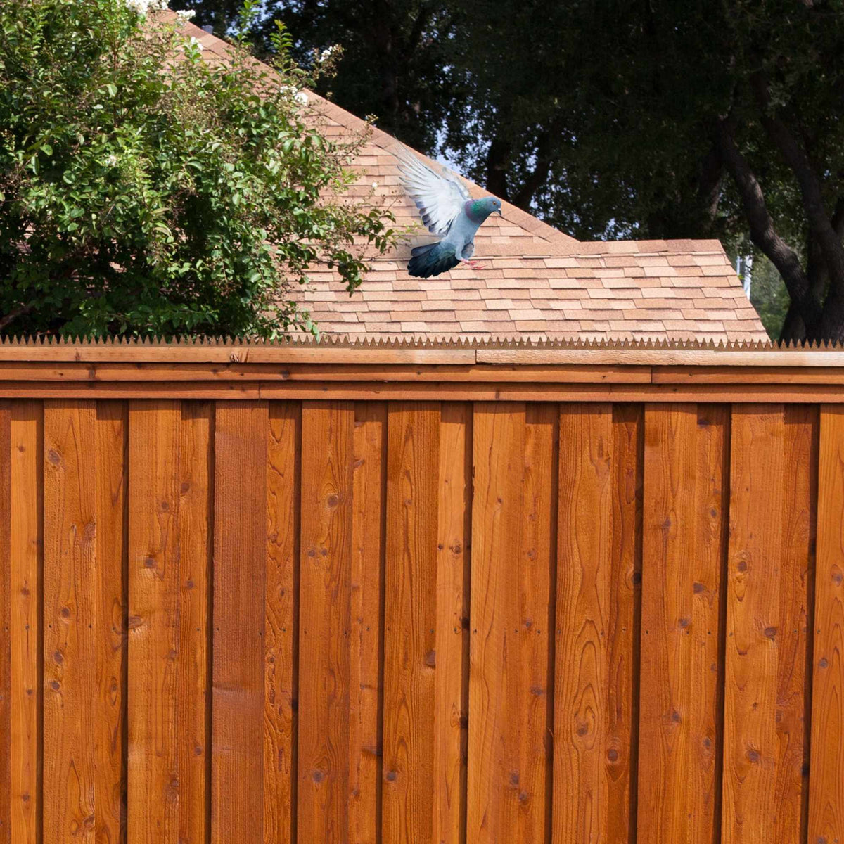 Bird repellent nails for fences