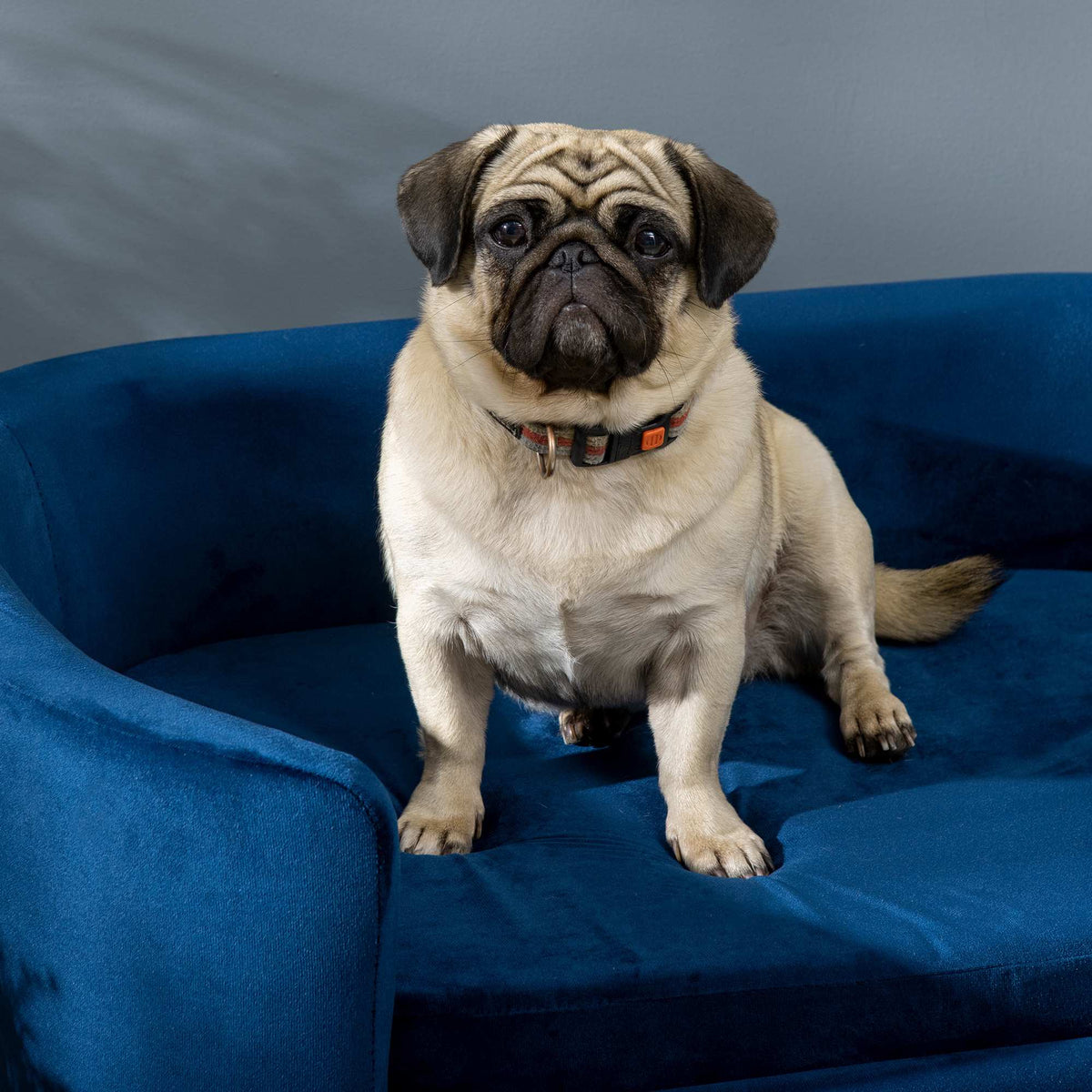 Blue Velvet Dog Sofa with Backrest and Wood Legs